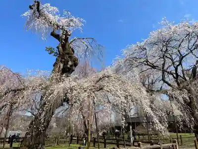 清雲寺(埼玉県)