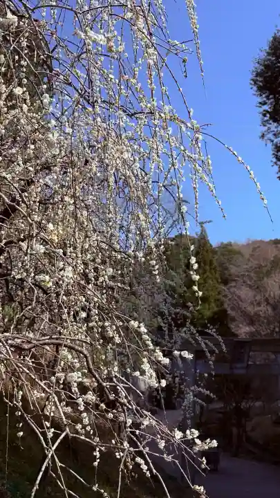 大縣神社の{uncategorized: "未分類", other: "その他", undefined: "問題あり", building: "その他建物", grave: "お墓", sacred_gate: "鳥居", guardian: "狛犬", statue: "像", buddha: "仏像", history: "歴史", nature: "自然", garden: "庭園", animal: "動物", pagoda: "塔", temizu: "手水舎", mountain_gate: "山門・神門", sanctuary: "本殿・本堂", subordinate: "末社・摂社", art: "芸術", scenery: "景色", jizo: "地蔵", ema: "絵馬", goshuin: "御朱印", omikuji: "おみくじ", items: "授与品その他", amulet: "お守り", goshuincho: "御朱印帳", eats: "食事", festival: "お祭り", votive_dance: "神楽", shichigosan: "七五三参", wedding: "結婚式", experience: "体験その他", initially: "初詣", around: "周辺", anti_infection: "感染症対策"}