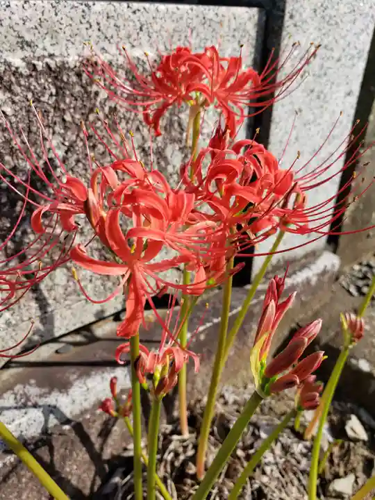 宝仙寺(東京都)