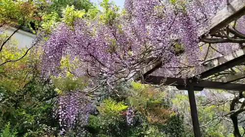 子安地蔵寺の自然