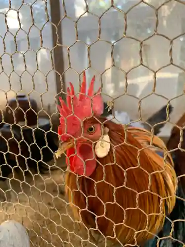 大甕神社の動物