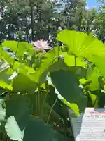 白山神社(新潟県)