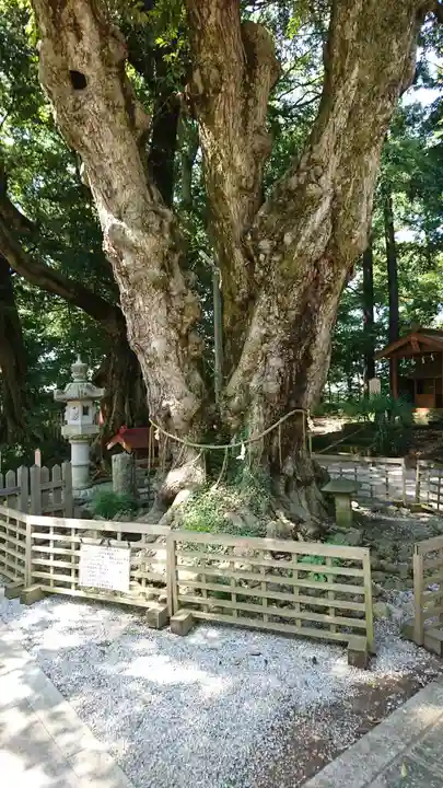 塚崎神明社の自然