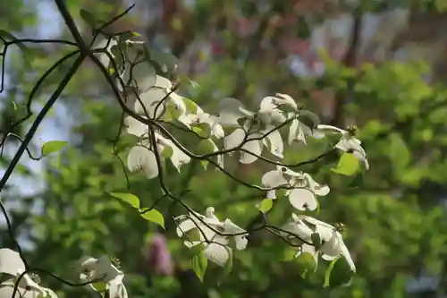 阿久津「田村神社」（郡山市阿久津町）旧社名：伊豆箱根三嶋三社の自然