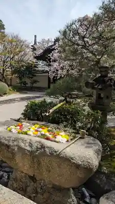 妙顯寺（妙顕寺）(京都府)