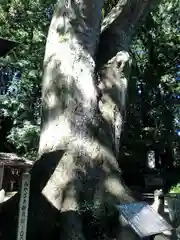 下野八幡大神社の自然