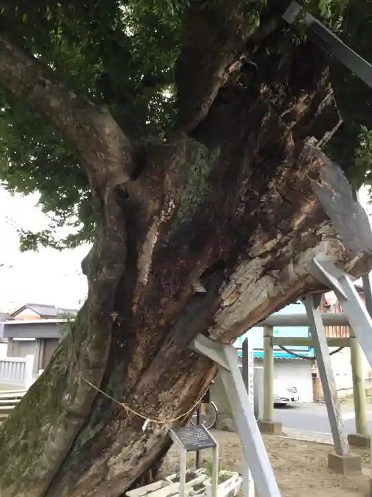 水海道諏訪神社の自然