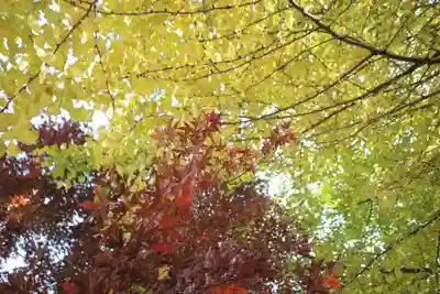 諏訪神社の自然