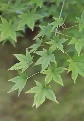 長岳寺(奈良県)