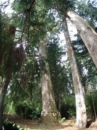 小村神社の自然
