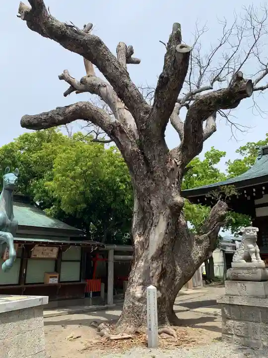 金岡神社の自然