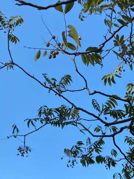 豊川閣 妙厳寺の自然