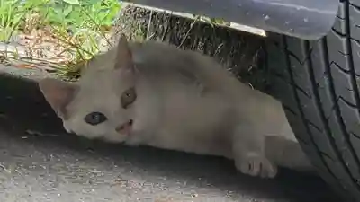 金守神社の動物