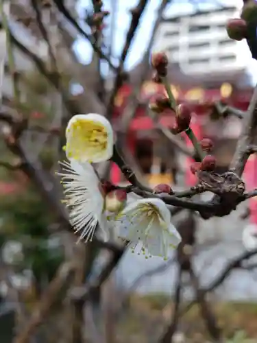 成子天神社の自然