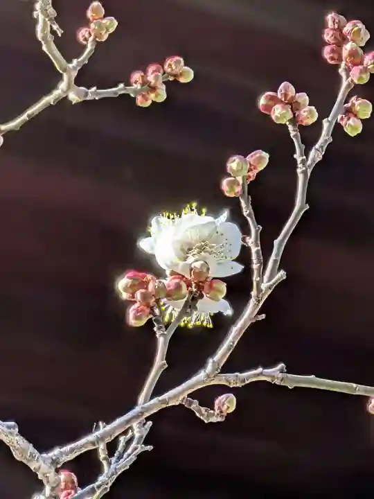 福蔵院(東京都)