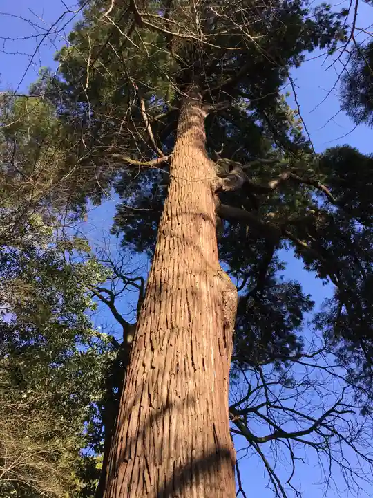 下野八幡大神社の自然