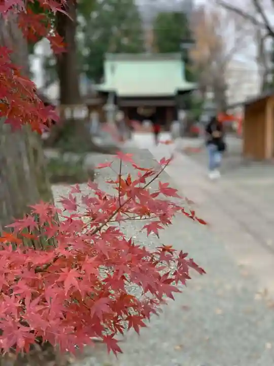 星川杉山神社の自然