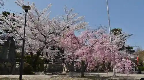 妙顯寺（妙顕寺）の自然