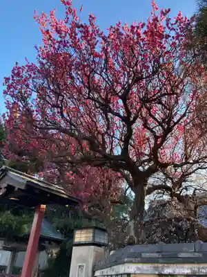 善性寺(神奈川県)