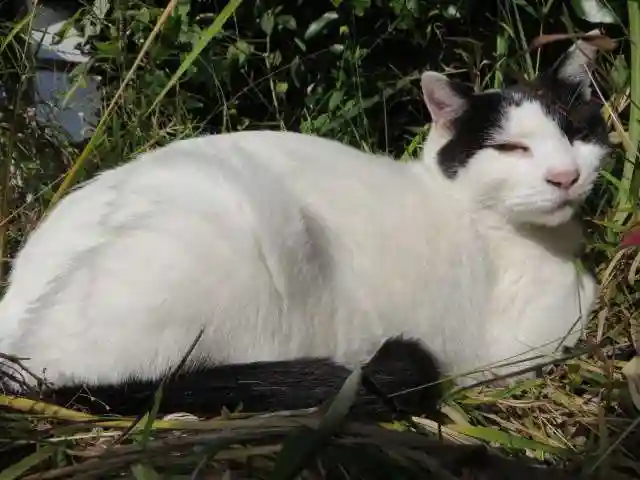 梅宮大社(京都府)