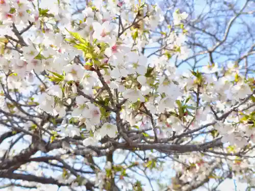 旗上弁財天社の{uncategorized: "未分類", other: "その他", undefined: "問題あり", building: "その他建物", grave: "お墓", sacred_gate: "鳥居", guardian: "狛犬", statue: "像", buddha: "仏像", history: "歴史", nature: "自然", garden: "庭園", animal: "動物", pagoda: "塔", temizu: "手水舎", mountain_gate: "山門・神門", sanctuary: "本殿・本堂", subordinate: "末社・摂社", art: "芸術", scenery: "景色", jizo: "地蔵", ema: "絵馬", goshuin: "御朱印", omikuji: "おみくじ", items: "授与品その他", amulet: "お守り", goshuincho: "御朱印帳", eats: "食事", festival: "お祭り", votive_dance: "神楽", shichigosan: "七五三参", wedding: "結婚式", experience: "体験その他", initially: "初詣", around: "周辺", anti_infection: "感染症対策"}
