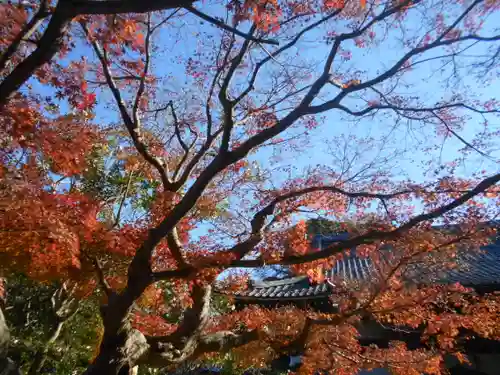 安國論寺（安国論寺）の自然