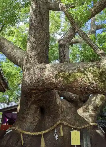 三島神社の自然