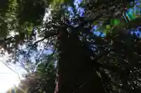 日枝神社の自然