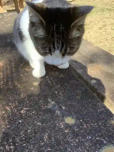 玉野御嶽神社の動物