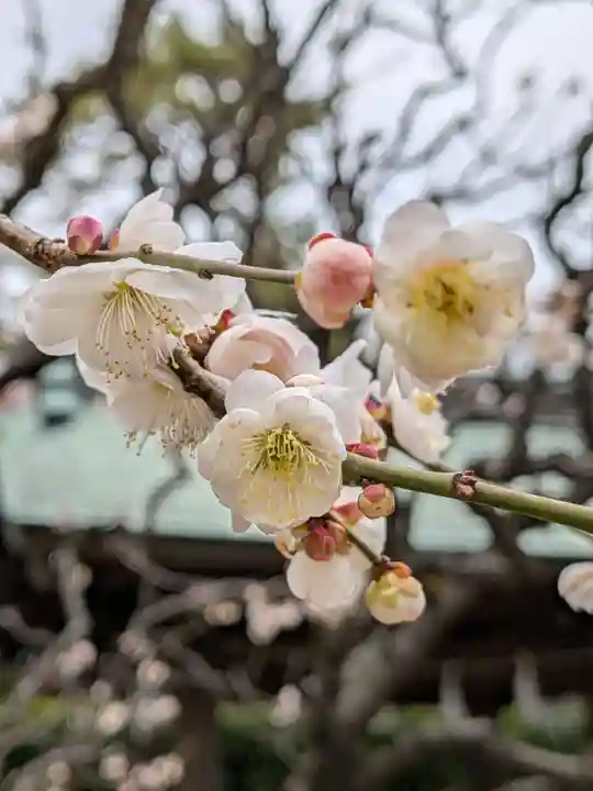布多天神社(東京都)