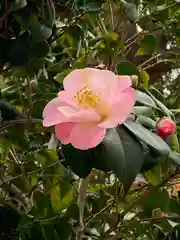 尼崎えびす神社の自然