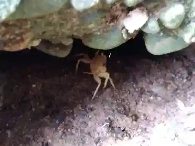 熊野神社(福井県)