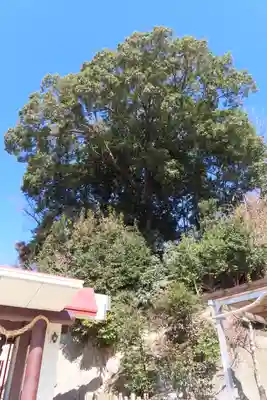 照日神社の自然