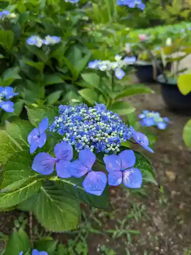 法金剛院の自然