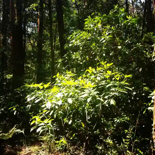 鹿島神宮の自然