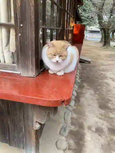 雀神社の動物