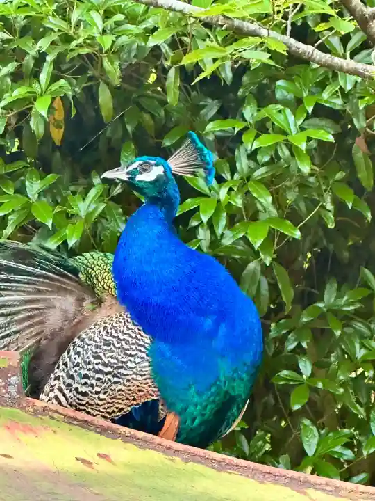 楽法寺(雨引観音)(茨城県)
