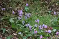 三春大神宮の自然