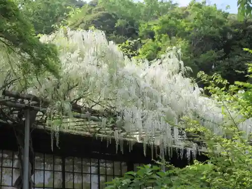 英勝寺(神奈川県)