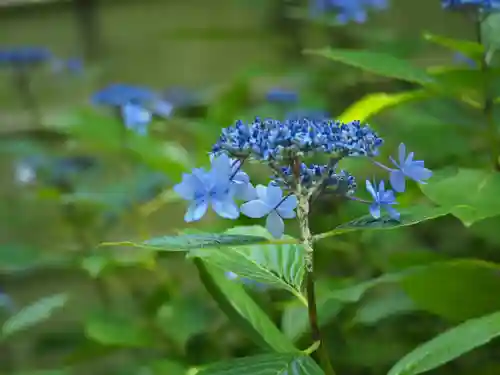 長壽寺（長寿寺）の庭園