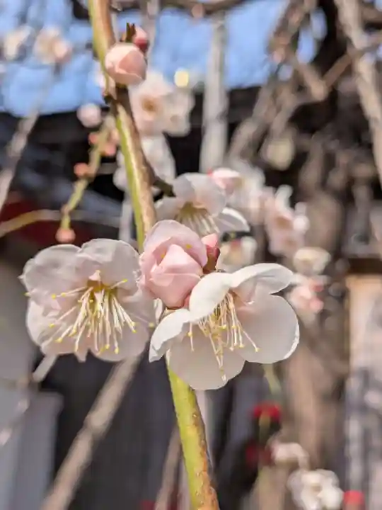成願寺(東京都)