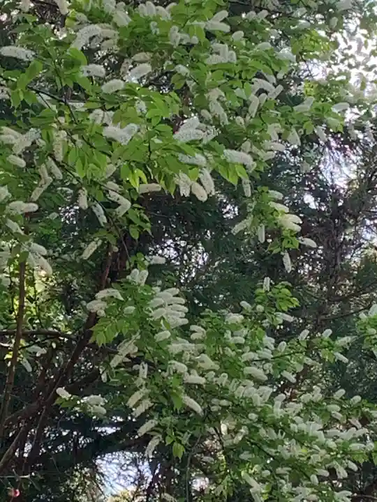 往馬坐伊古麻都比古神社の自然