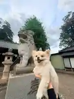 白鬚神社の{uncategorized: "未分類", other: "その他", undefined: "問題あり", building: "その他建物", grave: "お墓", sacred_gate: "鳥居", guardian: "狛犬", statue: "像", buddha: "仏像", history: "歴史", nature: "自然", garden: "庭園", animal: "動物", pagoda: "塔", temizu: "手水舎", mountain_gate: "山門・神門", sanctuary: "本殿・本堂", subordinate: "末社・摂社", art: "芸術", scenery: "景色", jizo: "地蔵", ema: "絵馬", goshuin: "御朱印", omikuji: "おみくじ", items: "授与品その他", amulet: "お守り", goshuincho: "御朱印帳", eats: "食事", festival: "お祭り", votive_dance: "神楽", shichigosan: "七五三参", wedding: "結婚式", experience: "体験その他", initially: "初詣", around: "周辺", anti_infection: "感染症対策"}