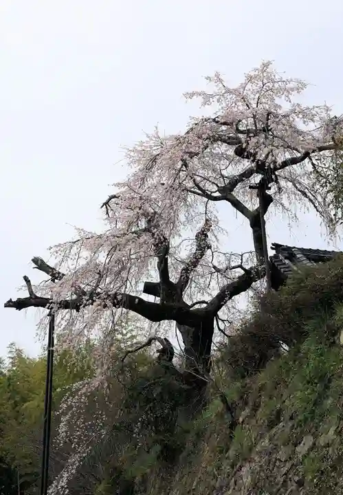 地蔵院(京都府)