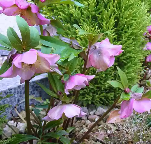 寿量山　速成寺の自然