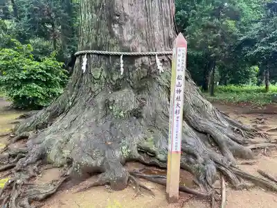 松山神社(千葉県)