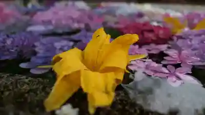 春日神社の手水舎