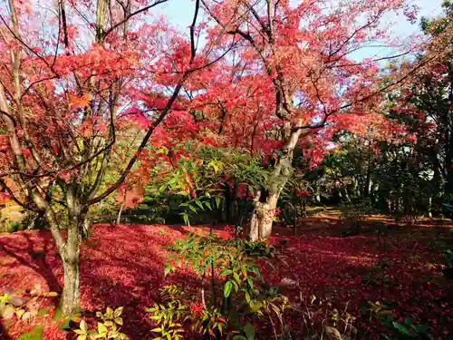 法金剛院の自然