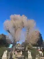 亀ケ池八幡宮(神奈川県)