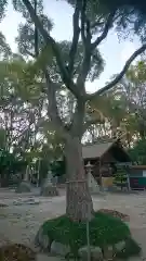 神明社（桜神明社）の自然